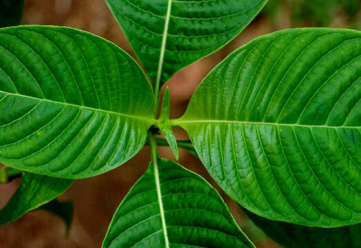 Plancia ëd Psychotria berteriana