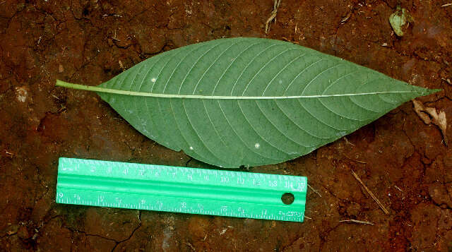 Image of Psychotria berteriana