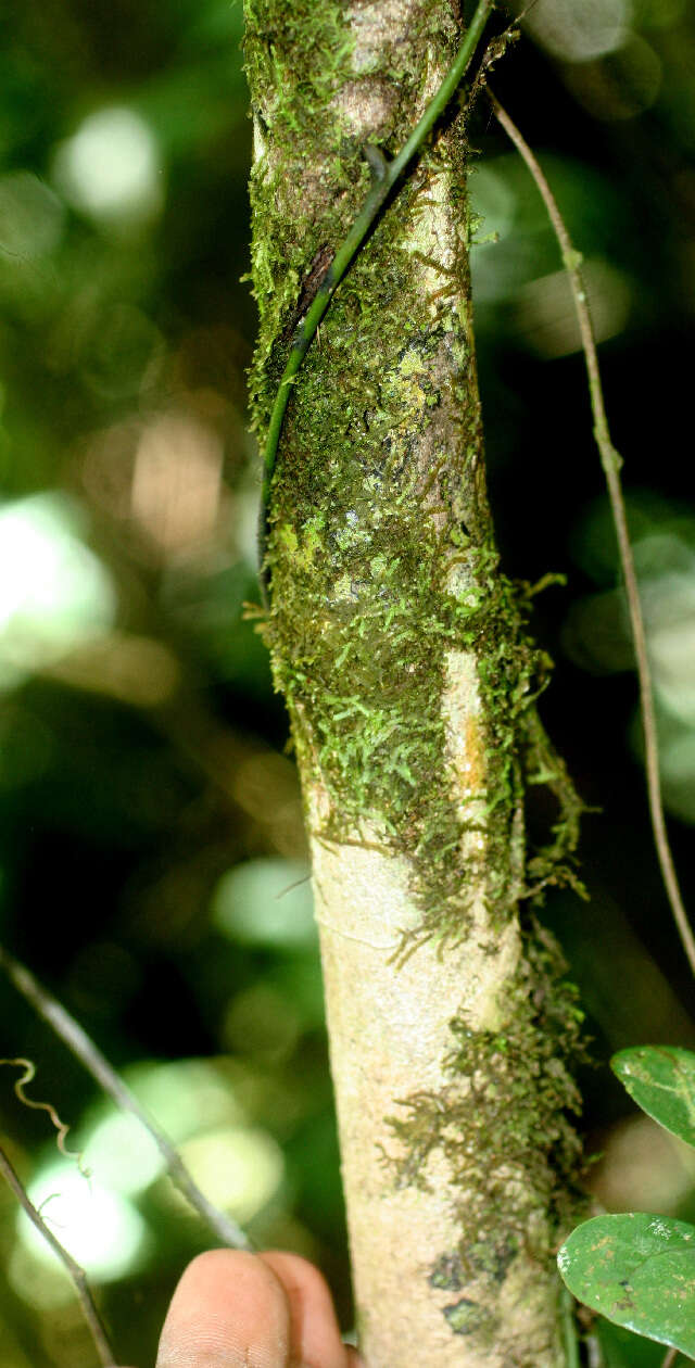 Plancia ëd Miconia trinervia (Sw.) D. Don ex Loud.