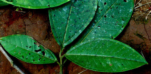 Plancia ëd Miconia trinervia (Sw.) D. Don ex Loud.