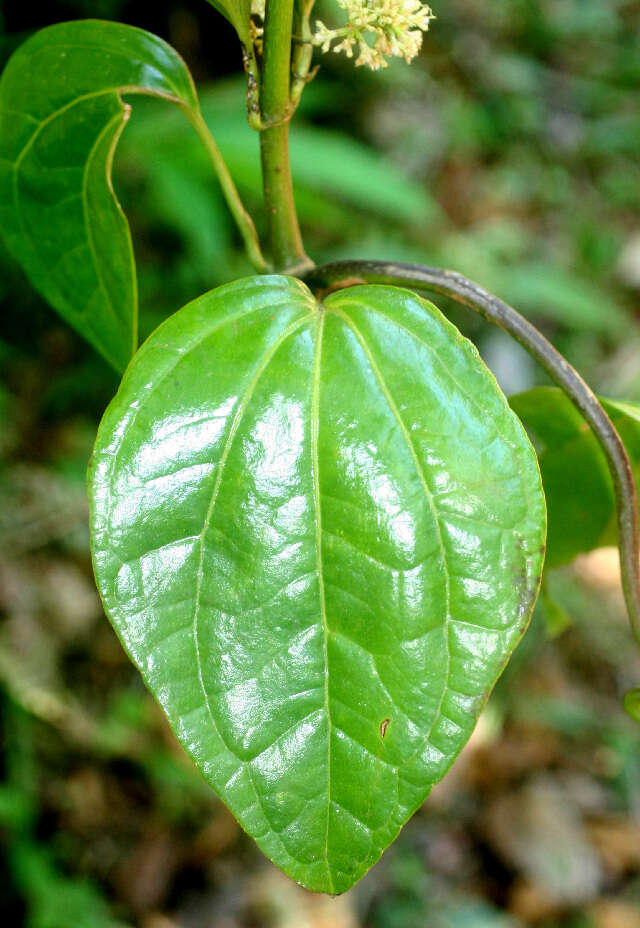 Mikania hookeriana DC. resmi