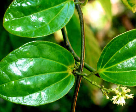 Image de Mikania hookeriana DC.