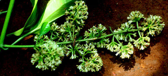 Image of hempvine