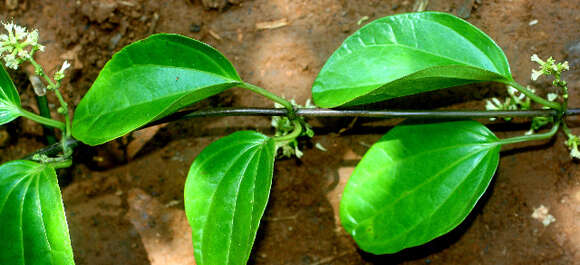 Image of hempvine
