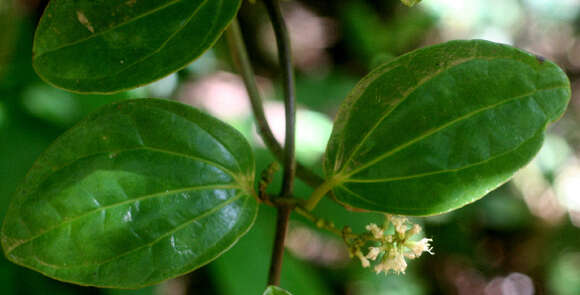 Image of hempvine