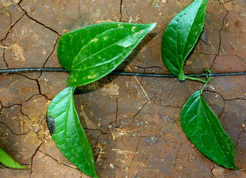 Image of hempvine