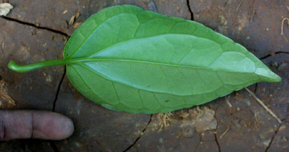 Image of hempvine