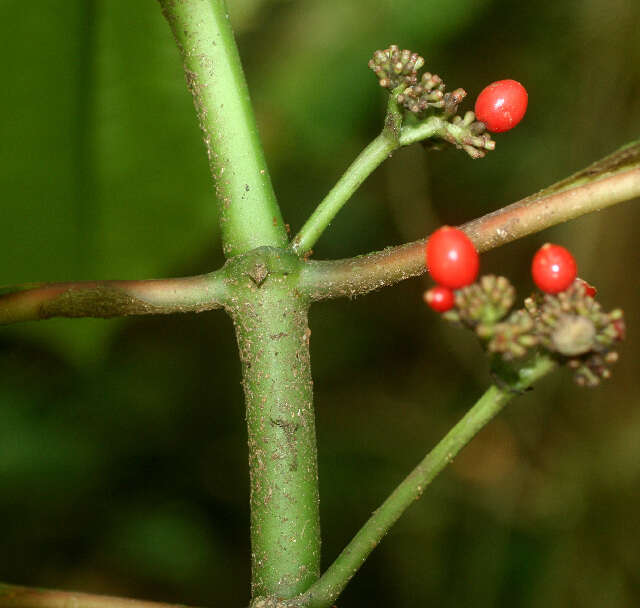 Image of Tres-Cabezas