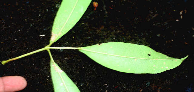 Image of Mangle Marica