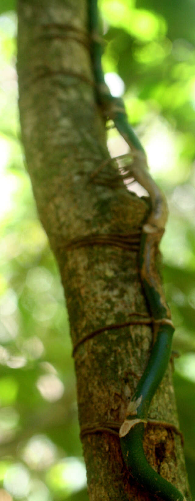 Image of Adanson's monstera