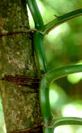 Image of Adanson's monstera