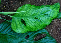 Monstera adansonii Schott resmi