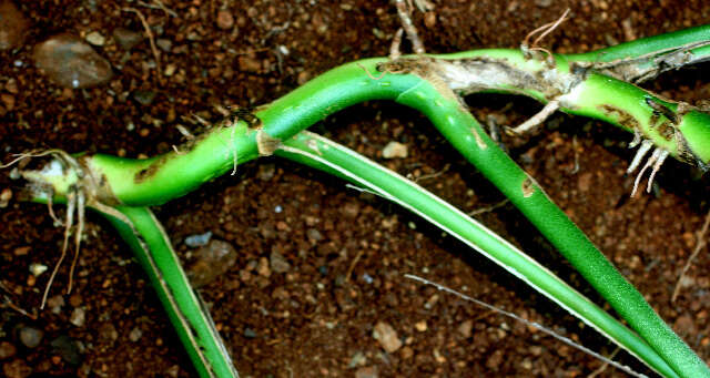 Image of Adanson's monstera