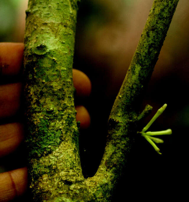 Plancia ëd Solanum megalophyllum