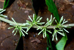 Plancia ëd Solanum megalophyllum