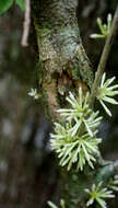 Plancia ëd Solanum megalophyllum