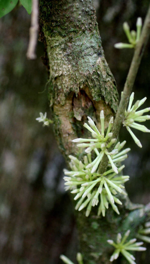 Plancia ëd Solanum megalophyllum