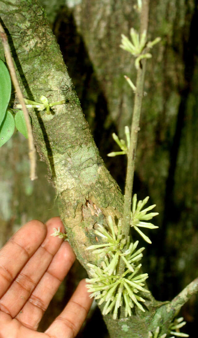 Plancia ëd Solanum megalophyllum