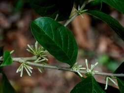 Plancia ëd Solanum megalophyllum