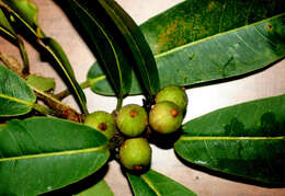 Image of Ficus