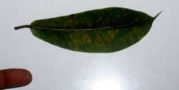 Image of Ficus