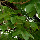 Image of Sterculia apetala