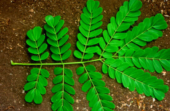 Image of Albizia guachapele (Kunth) Dugand