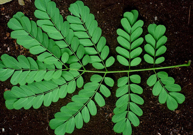 Image of Albizia guachapele (Kunth) Dugand