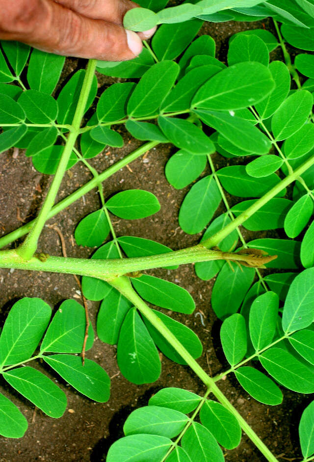 Image of Albizia guachapele (Kunth) Dugand