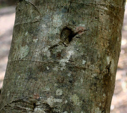 Image of Ficus insipida Willd.