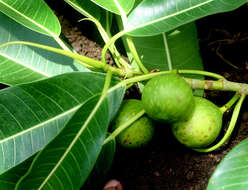 Image of Ficus insipida Willd.