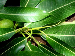 Image of Ficus insipida Willd.