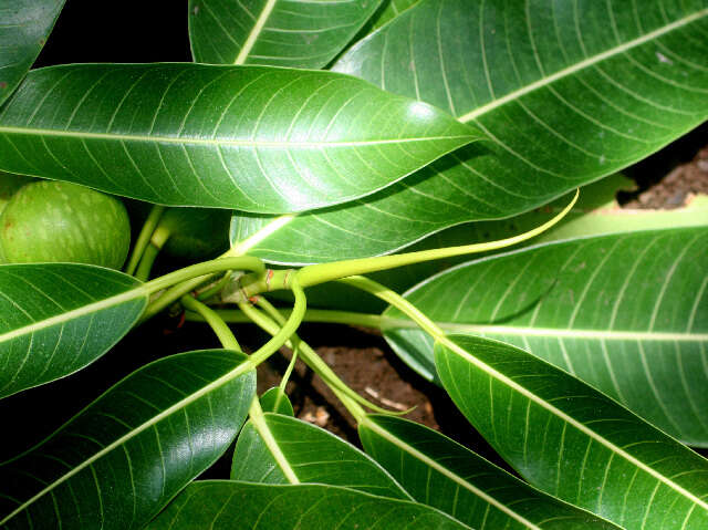 Image of Ficus insipida Willd.