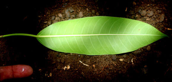 Image of Ficus insipida Willd.