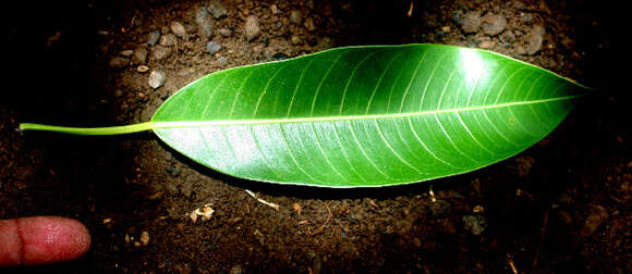 Image of Ficus insipida Willd.