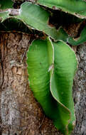 Image of Strophocactus testudo (Karw. ex Zucc.) Ralf Bauer