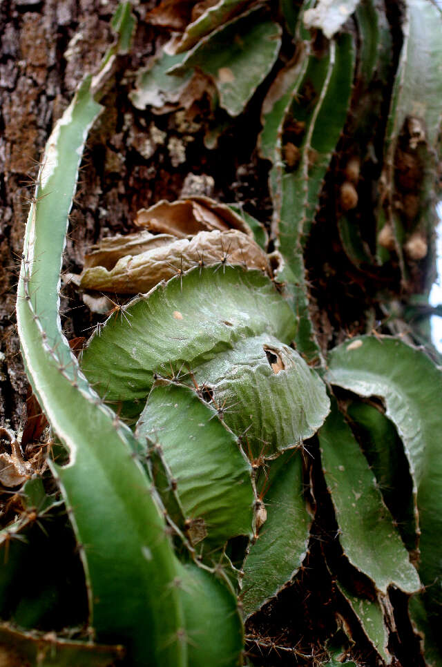 Image of Strophocactus testudo (Karw. ex Zucc.) Ralf Bauer