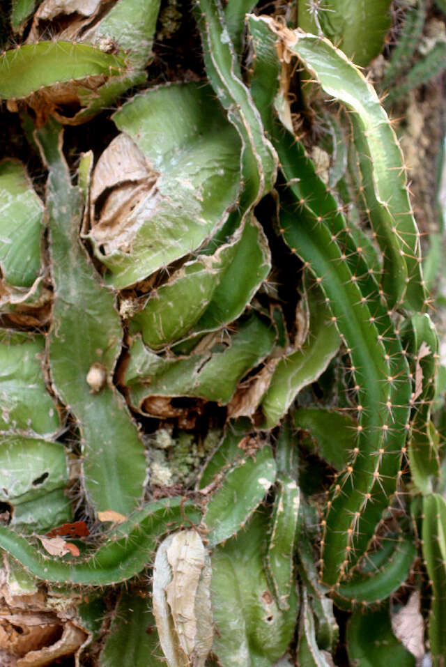 Image of Strophocactus testudo (Karw. ex Zucc.) Ralf Bauer