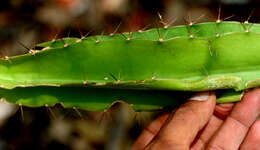 Image of Strophocactus testudo (Karw. ex Zucc.) Ralf Bauer