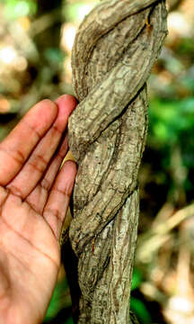 Image of Aristolochia tonduzii O. Schmidt