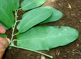 Aristolochia tonduzii O. Schmidt的圖片