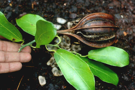 Image of Aristolochia tonduzii O. Schmidt