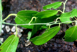 Aristolochia tonduzii O. Schmidt的圖片