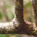 Image of Vismia baccifera (L.) Triana & Planchon