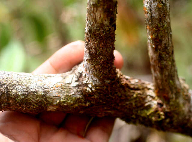 Image de Vismia baccifera (L.) Triana & Planchon