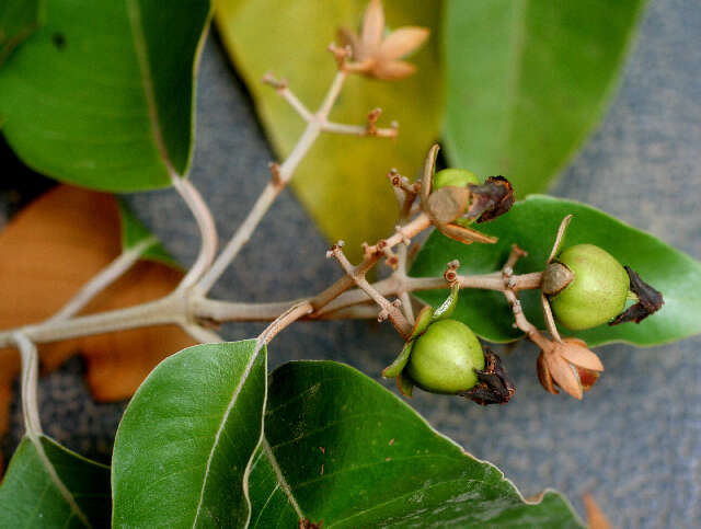 Image de Vismia baccifera (L.) Triana & Planchon