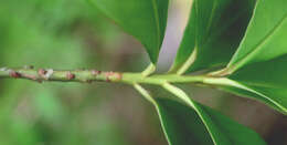 Image of Leathery Colicwood