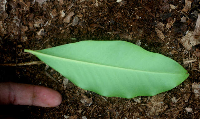 Image of Leathery Colicwood