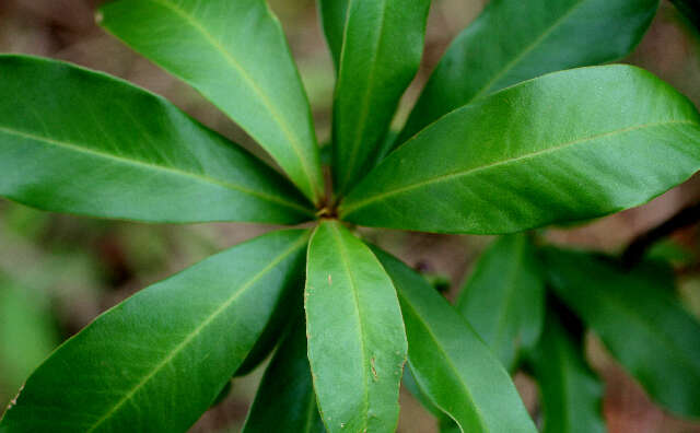 Image of Leathery Colicwood