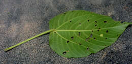 Imagem de Acalypha macrostachya Jacq.